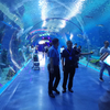 متحف Mount Desert Oceanarium اكتشف عالم المحيطات عالم المحيطات Leyu Professional Customization - Leyu