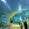 استكشف متحف Ocean World Oceanarium ومركز التعليم - مصنع leyu للأكريليك